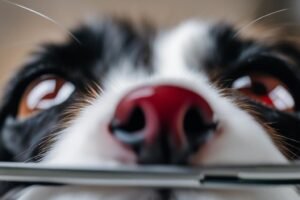 Cherry Eye Repair Surgery for Dogs: Pet Insurance Coverage Facts